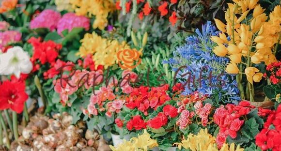 A big logo of Raphael's Gifts in the middle and a bunch of various kinds of flowers as a background